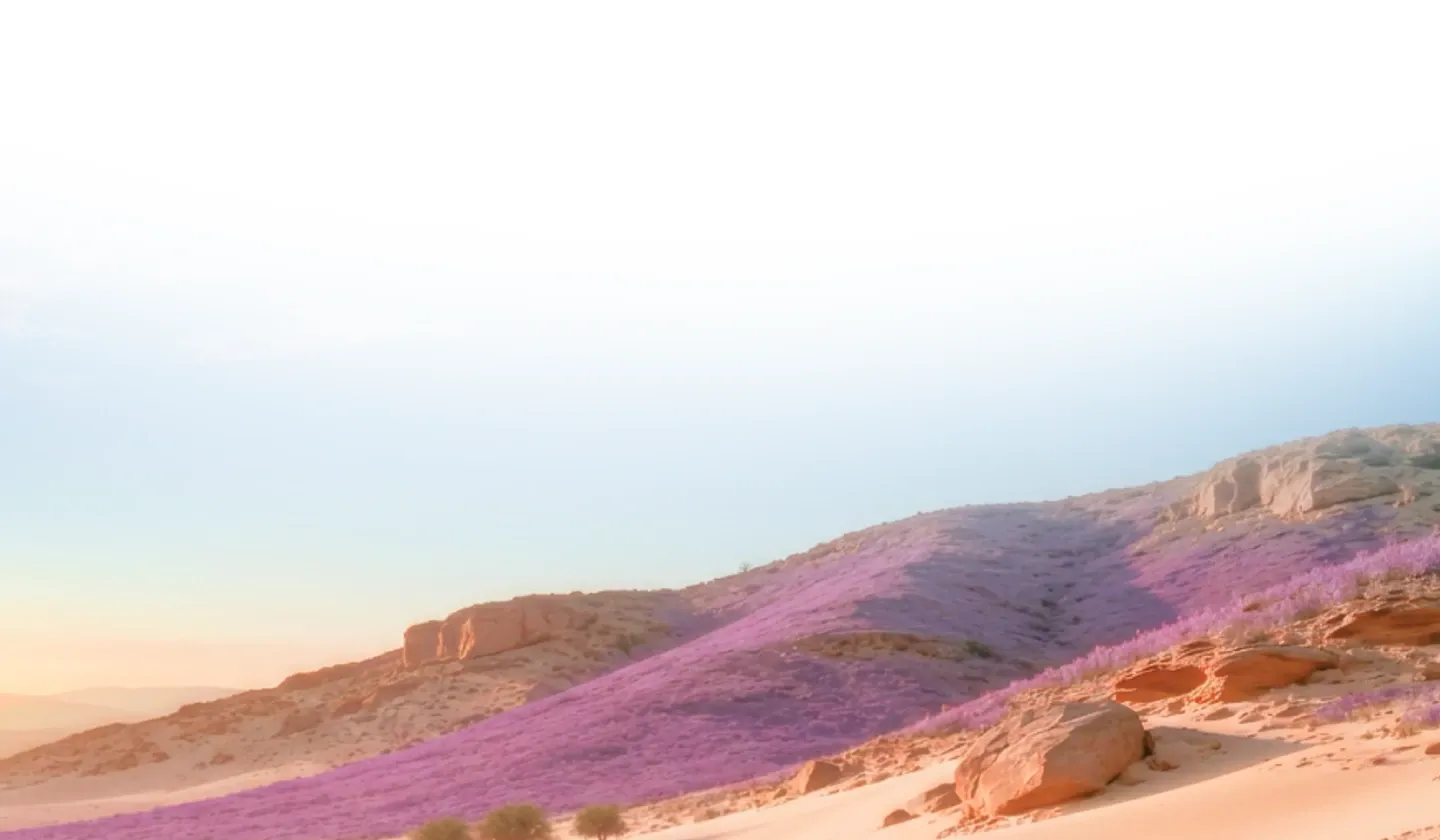 A desert ridge carpeted in purple wildflowers under a clear sky