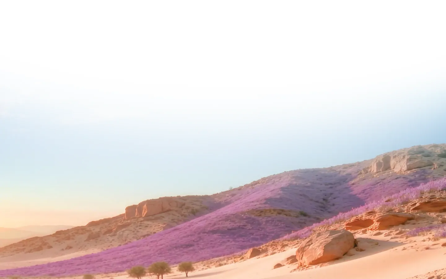 Desert hills covered in purple wildflowers under a clear sky